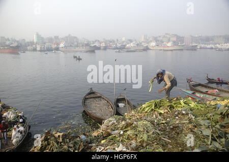 Dhaka, Bangladesh. Jan 11, 2017. Une femme est la collecte des déchets de légumes à partir d'un champ près de la rivière Buriganga vieux de Dhaka. Credit : Md. Mehedi Hasan/Pacific Press/Alamy Live News Banque D'Images