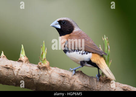 Chestnut-breasted Mannikin (Lonchura castaneothorax) Banque D'Images