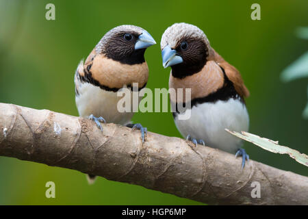 Paire de Colibri de Mannikins (Lonchura castaneothorax) perché sur une branche Banque D'Images