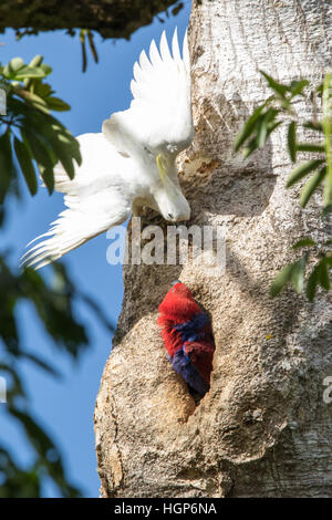 Femelle Eclectus roratus Eclectus Parrot () défendre son nid à partir d'une teneur en soufre cacatoès soufré (Cacatua galerita) Banque D'Images