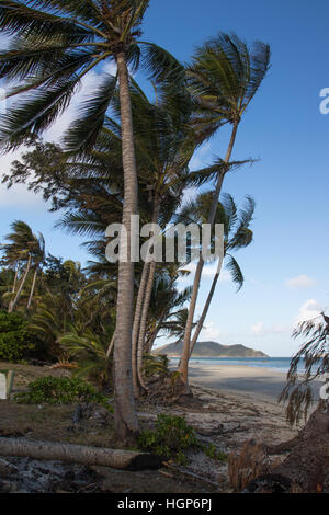 Palmiers sur le bord de plage de chili, Cape York, Queensland, Australie Banque D'Images