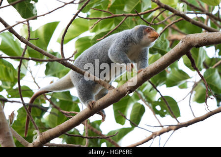 Les femelles le couscous tacheté (Spilocuscus maculatus) waling le long d'une branche dans un figuier (Ficus sp.) Banque D'Images