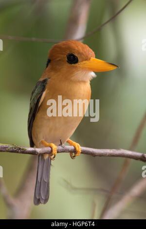 Yellow-billed Kingfisher (Syma torotoro) perché sur une branche Banque D'Images