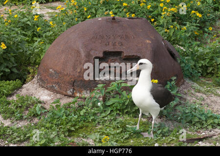 Albatros de Laysan en face de la Première Guerre mondiale comme tourelle réservoir casemate instantané pour la dernière ligne de défense pendant la Seconde Guerre mondiale, sur l'atoll de Midway Banque D'Images