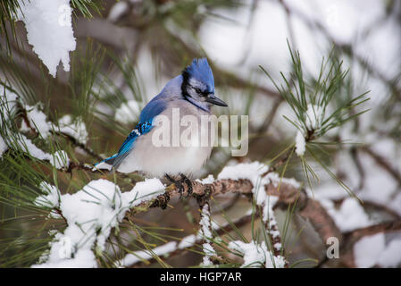 Eastern Blue Jay Cyanocitta cristata assis sur Pine bough, hiver, l'Est de l'Amérique du Nord Banque D'Images
