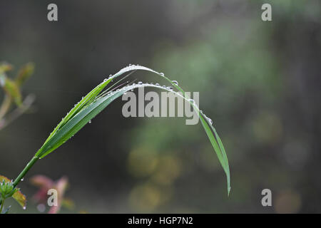Brins d'herbe avec des gouttes de Corse France Banque D'Images