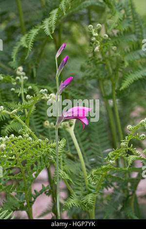 Gladiolus Gladiolus illyricus sauvages du parc national New Forest Hampshire Angleterre Banque D'Images