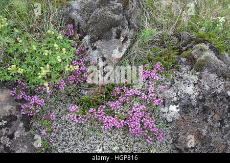 Serpolet Thymus serpyllum et Alpine alchémille alchemilla alpina Islande Juillet 2009 Banque D'Images