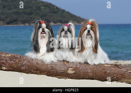 Shih Tzu chien trois adultes debout sur la plage sur un bois Banque D'Images