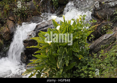 Zantedeschia aethiopica arum en ruisseau de montagne Corse France Banque D'Images