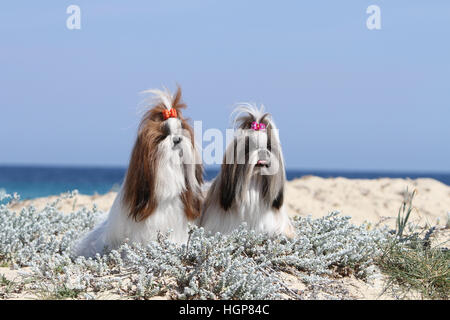 Shih Tzu chien deux adultes adultes profil allongé sur la plage Banque D'Images