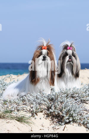 Shih Tzu chien deux adultes adultes profil allongé sur la plage Banque D'Images