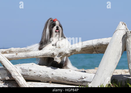 Shih Tzu chien adultes adultes de la plage debout face Banque D'Images