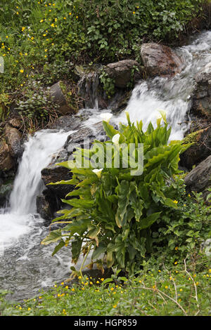 Zantedeschia aethiopica arum en ruisseau de montagne Corse France Banque D'Images