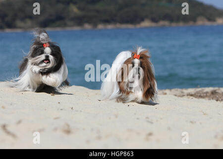 Shih Tzu chien deux adultes adultes profil d'exécution sur la plage Banque D'Images