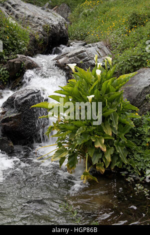 Zantedeschia aethiopica arum en ruisseau de montagne Corse France Banque D'Images