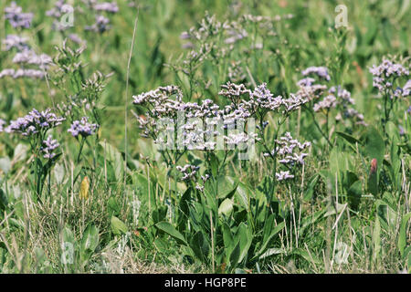 La lavande de mer commun Limonium vulgare Banque D'Images