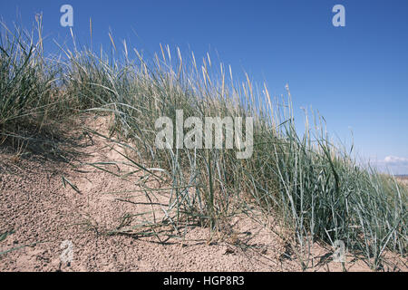 L'ammophile l'Ammophila arenaria sur dunes de sable côtières Banque D'Images