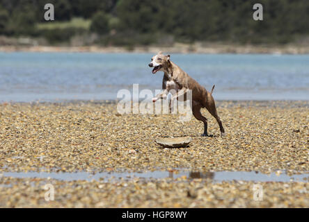 Whippet chien lévrier anglais (Miniature) des profils d'exécution sur la plage Banque D'Images