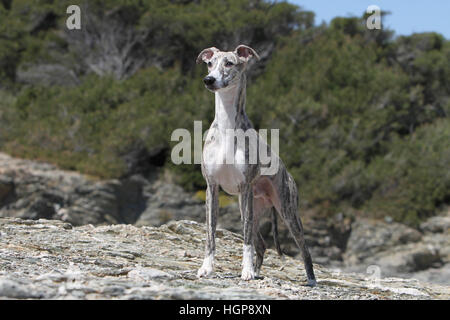 Chien Whippet (lévrier anglais adultes Miniature) debout sur un rocher Banque D'Images