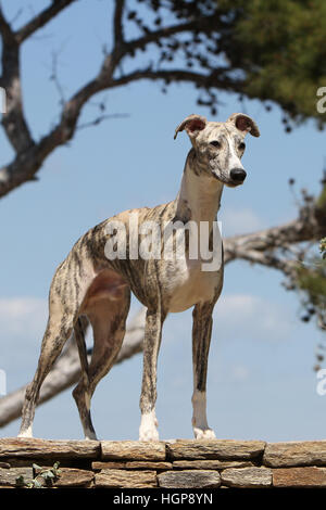 Chien Whippet (lévrier anglais adultes Miniature) debout sur un rocher Banque D'Images