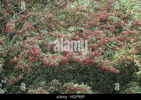 Aubépine Crataegus monogyna berries Banque D'Images