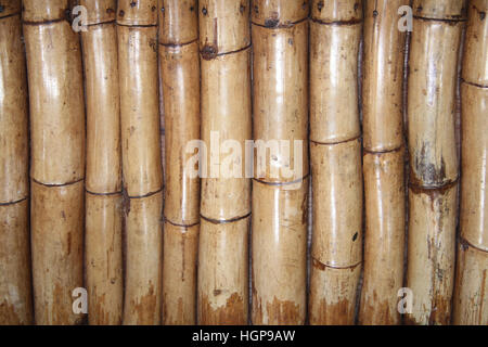 Close up de troncs de bois de bambou naturel qui sont la création d'un radeau à Falmouth, en Jamaïque. Banque D'Images