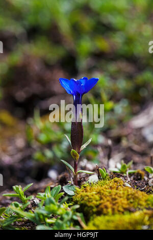 Gentiane printanière Gentiana verna Parc Naturel Régional du Vercors France Banque D'Images