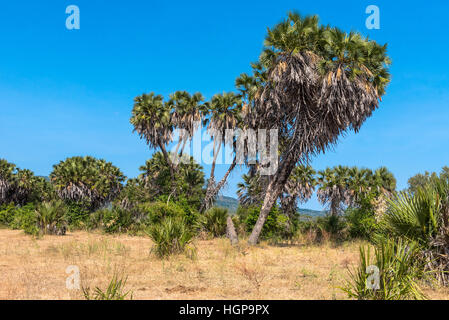 Palmiers Doum aussi connu sous le nom de Gingerbread arbre près de l'Behobeho River Tanzanie Banque D'Images