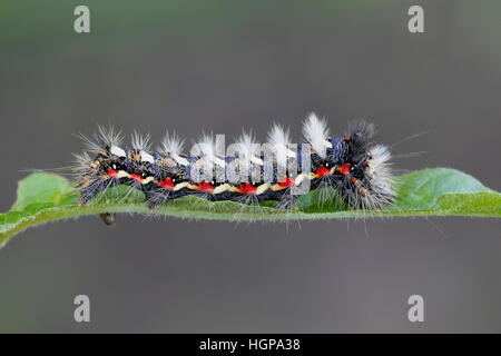 Noeud papillon herbe caterpillar, Acronicta rumicis Banque D'Images