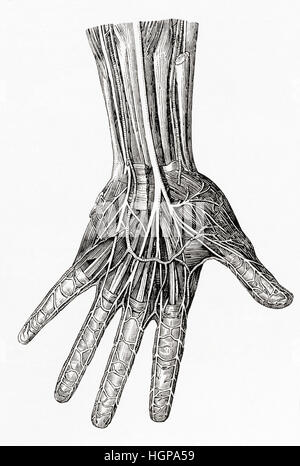 Schéma montrant les nerfs de la main humaine. De Meyers lexique, publié en 1924. Banque D'Images