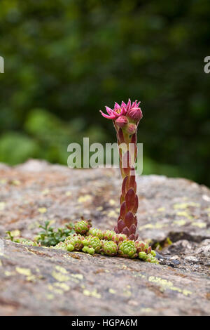 Mountain houseleek Sempervivum montanum croissant sur un pont Parc National des Pyrénées France Banque D'Images