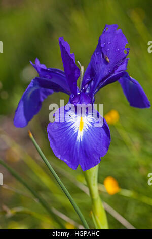 Iris Iris xiphium espagnol Parc National des Pyrénées, vallée d'Ossoue France Banque D'Images