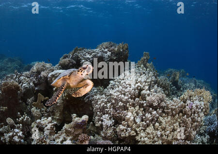 Photo sous-marine de la tortue imbriquée (Eretmochelys imbricata) nager au-dessus de la barrière de corail de la Mer Rouge près de la côte d'Hurghada. Banque D'Images