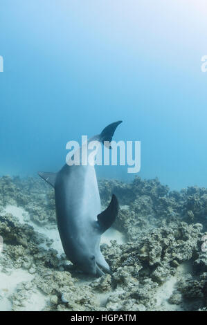 Grand dauphin de l'Indo-Pacifique (Tursiops aduncus) est la chasse avec une méduse dans les coraux de la Mer Rouge Banque D'Images