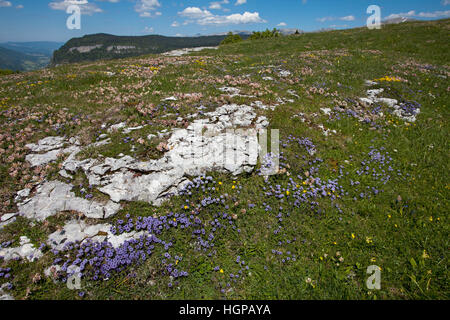 Enchevêtrées globularia Globularia cordifolia et rein de montagne-vesce Anthyllis montana poussant sur des rochers calcaires Montagne de beurre près de Col de beurre V Banque D'Images