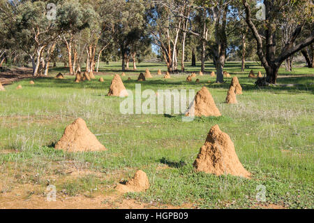 Groupe des termitières dans les terres agricoles avec l'eucalyptus dans les zones rurales de l'ouest de l'Australie. Banque D'Images