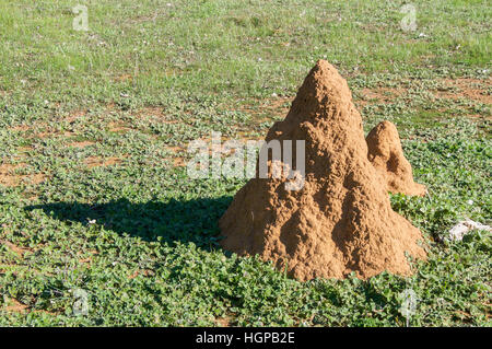 Sable rouge termitière avec ombre sur l'herbe verte des terres agricoles en milieu rural dans l'ouest de l'Australie. Banque D'Images