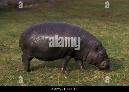 Pygmée hippopotame (Choeropsis liberiensis) afrique de l'Ouest Banque D'Images