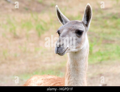 Portrait d'un lama avec Brown et quelques herbes vertes en arrière-plan Banque D'Images