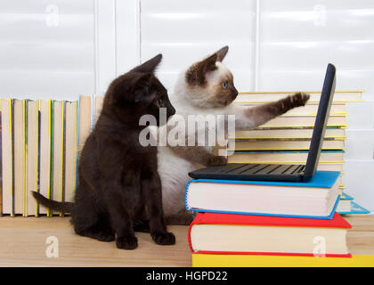 Chaton siamois assis pointant sur l'écran sur une paw paw, d'autres sur le clavier de l'ordinateur portable ordinateur miniature type empilés sur les livres. Chaton noir avec gr Banque D'Images