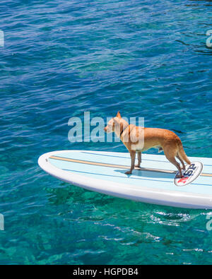 Petit chien nommé Menehune sur stand up paddle board sur la grande île d'Hawaï Banque D'Images