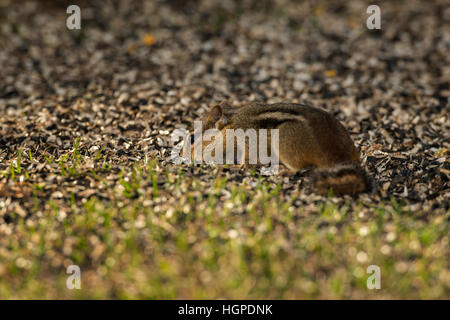 Le Tamia rayé en quête de graines renversé. Banque D'Images