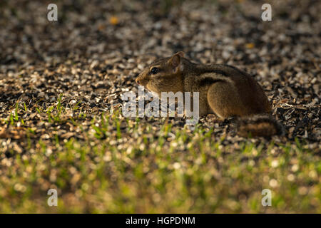 Le Tamia rayé en quête de graines renversé. Banque D'Images