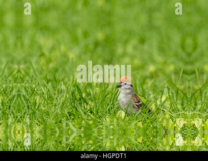 Bruant familier dans l'herbe verte. Banque D'Images