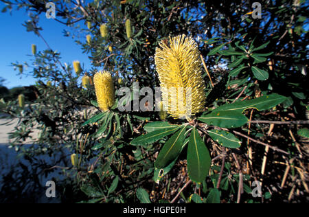 CÔTE BANKSIA (BANKSIA INTEGRIFOLIA) SOUTH STRADBROKE ISLAND, MORETON BAY, LA CÔTE D'OR DU QUEENSLAND, AUSTRALIE. Banque D'Images