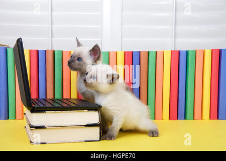 Deux petits chatons siamois aux yeux bleus assis à un ordinateur portable miniature empilés sur des livres avec des livres en arrière-plan. À la recherche à l'écran de l'ordinateur. Banque D'Images