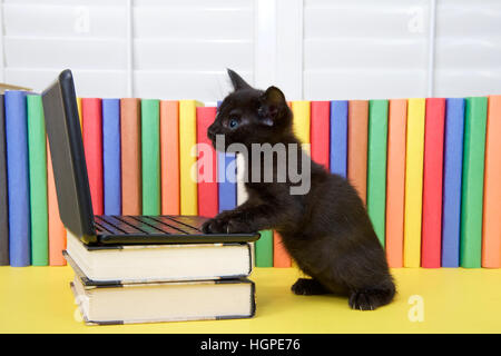 Petit chaton noir assis à l'ordinateur portable miniature sur les livres, avec des livres colorés en arrière-plan. Pattes sur ordinateur à l'écran à. Banque D'Images