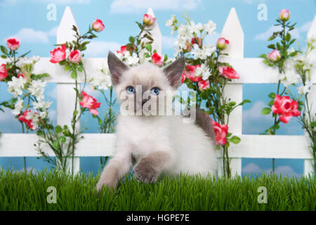 Adorable chaton siamois assis dans l'herbe haute avec clôture blanche en arrière-plan, roses et fleurs blanches sur fond de ciel, avec des nuages Banque D'Images