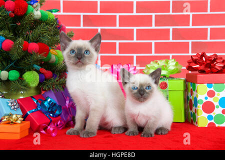 Deux frères siamois chatons assis sur un tapis de fourrure rouge par l'arbre de Noël, décoré avec des boules de fils et de lumières, de cadeaux autour d'eux, mur de brique Banque D'Images